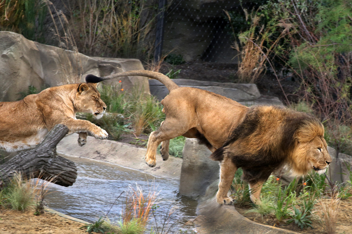 ARTIS-Park tickets met korting - afbeelding 12