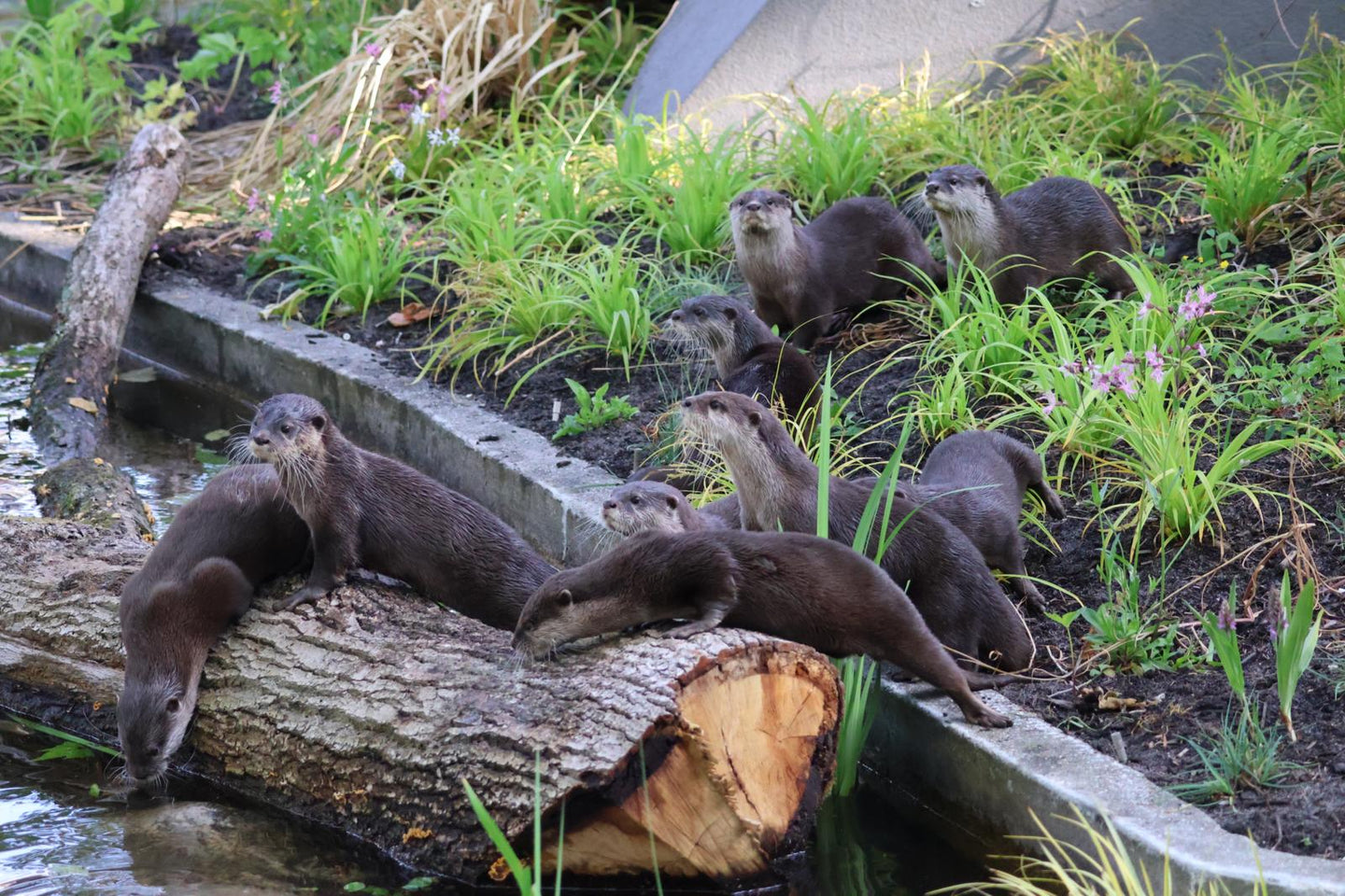 ARTIS-Park tickets met korting - afbeelding 6