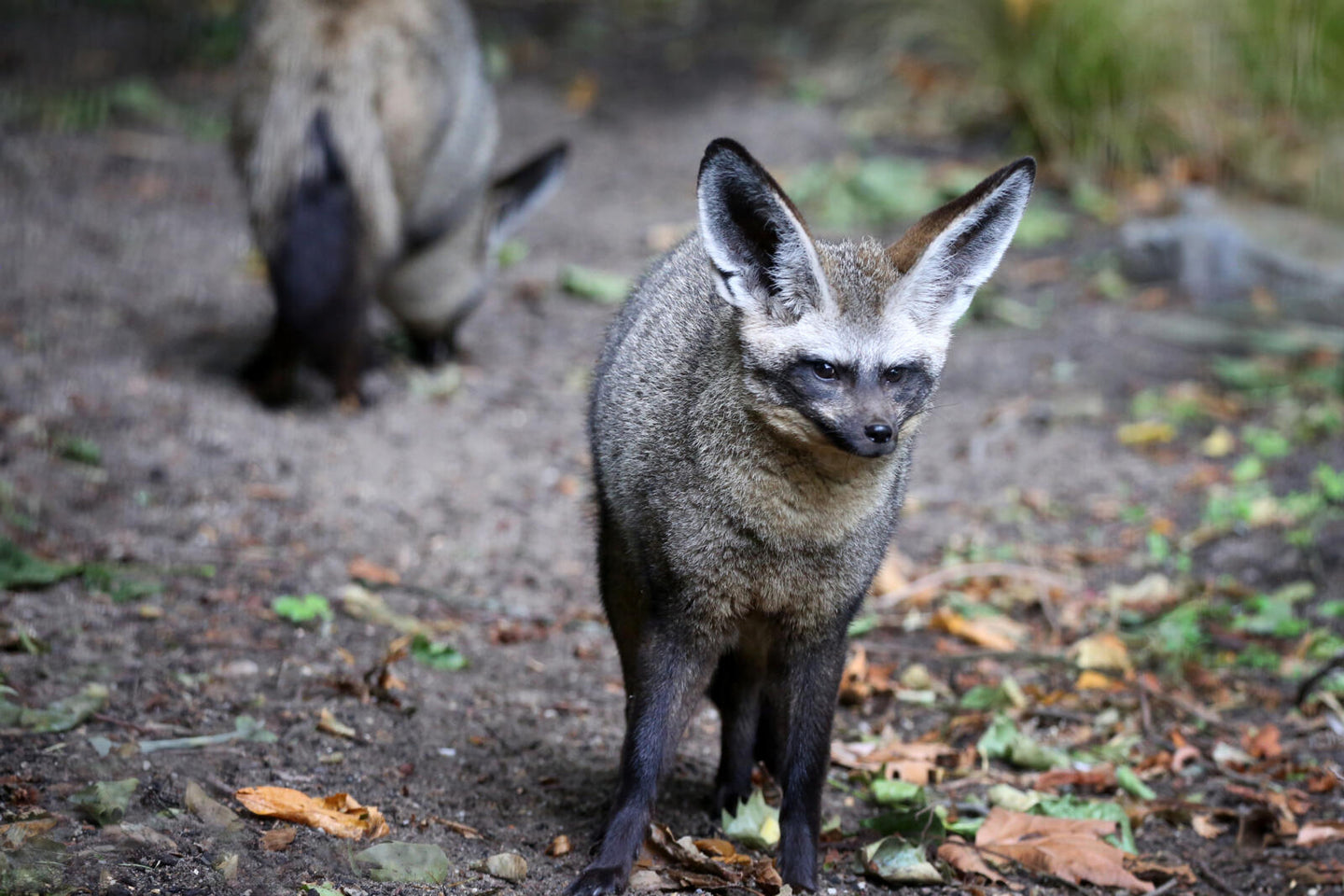 ARTIS-Park tickets met korting - afbeelding 7