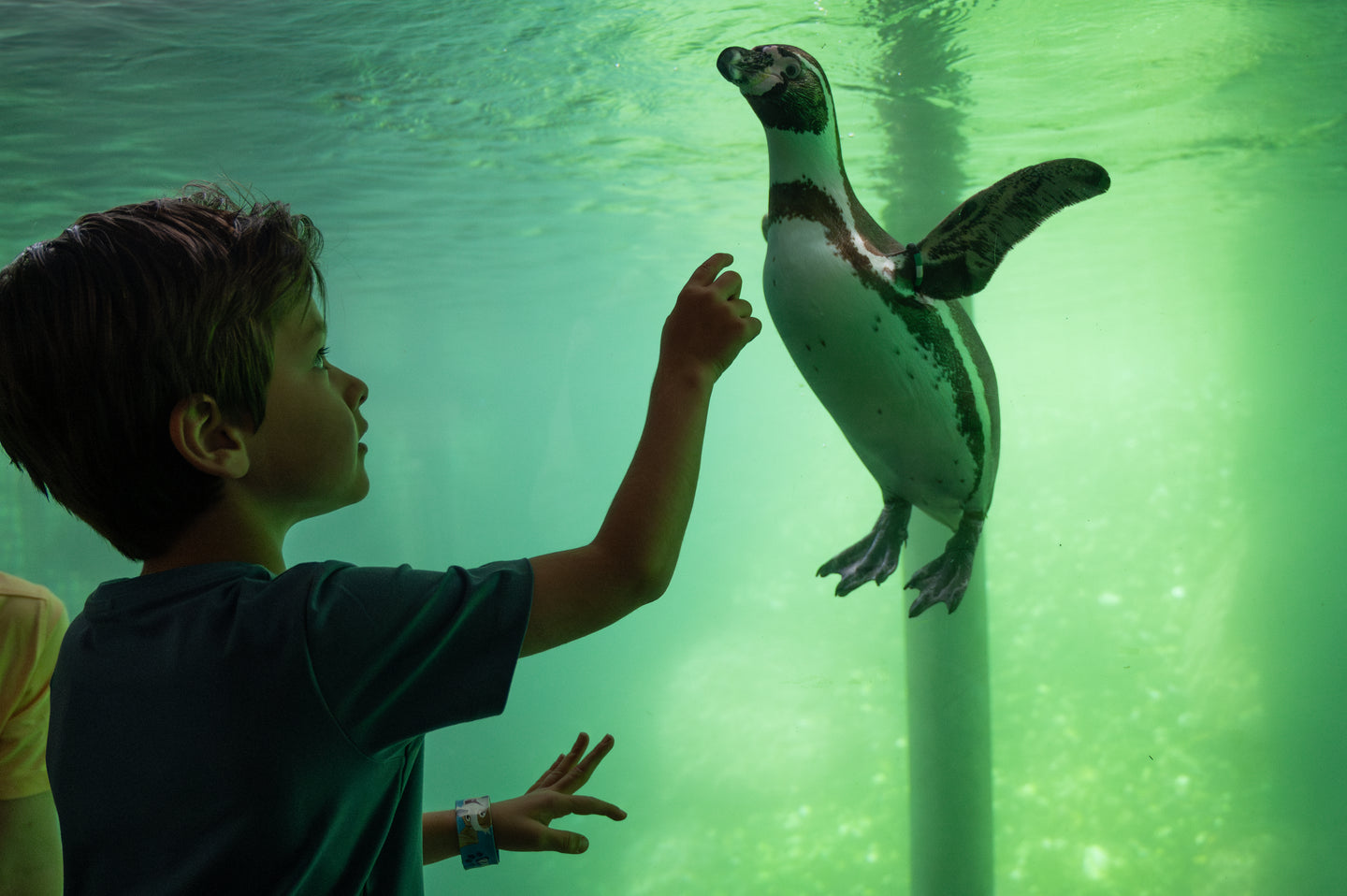 Wildlands Adventure Zoo Emmen - afbeelding 2