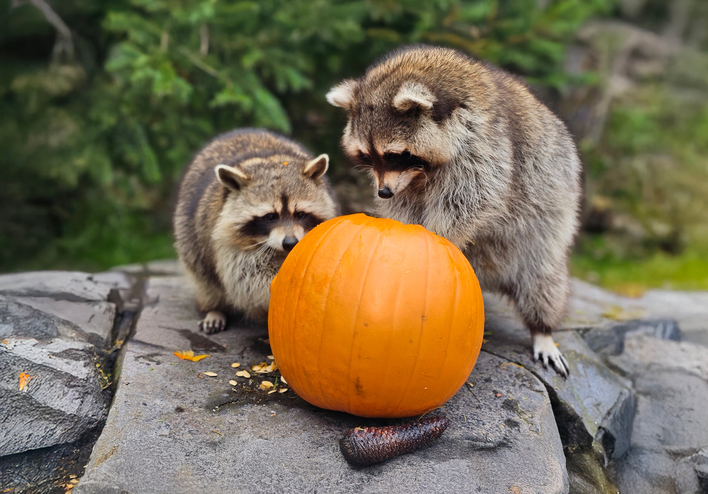 Wildlands Adventure Zoo Emmen - afbeelding 9