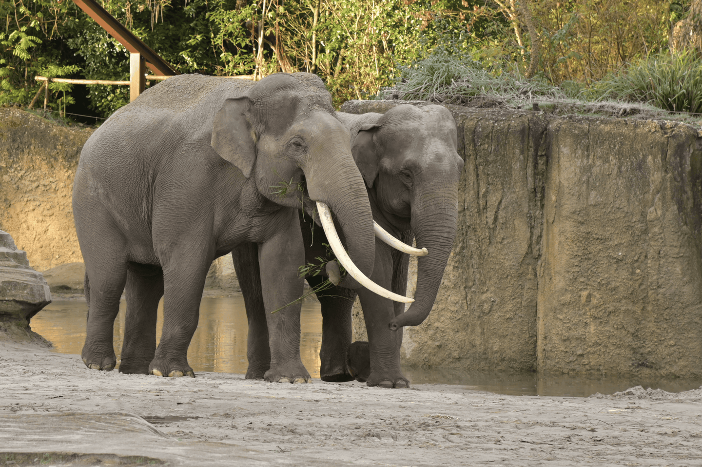 Wildlands Adventure Zoo Emmen - afbeelding 5