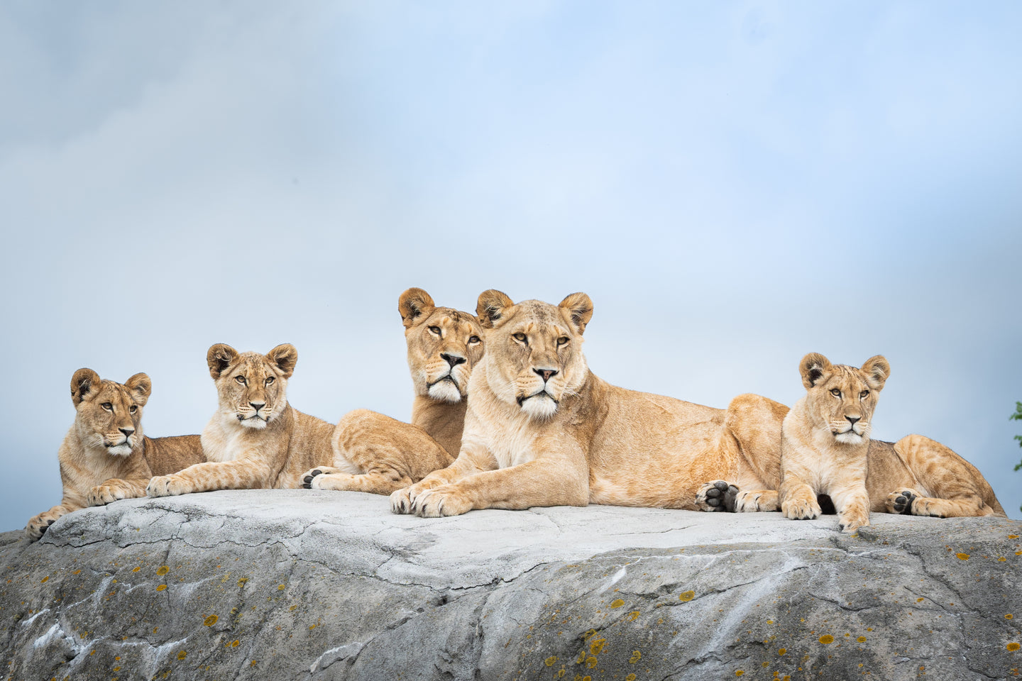 Wildlands Adventure Zoo Emmen - afbeelding 3