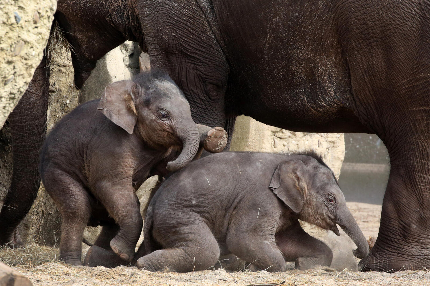 ARTIS-Park tickets met korting - afbeelding 2
