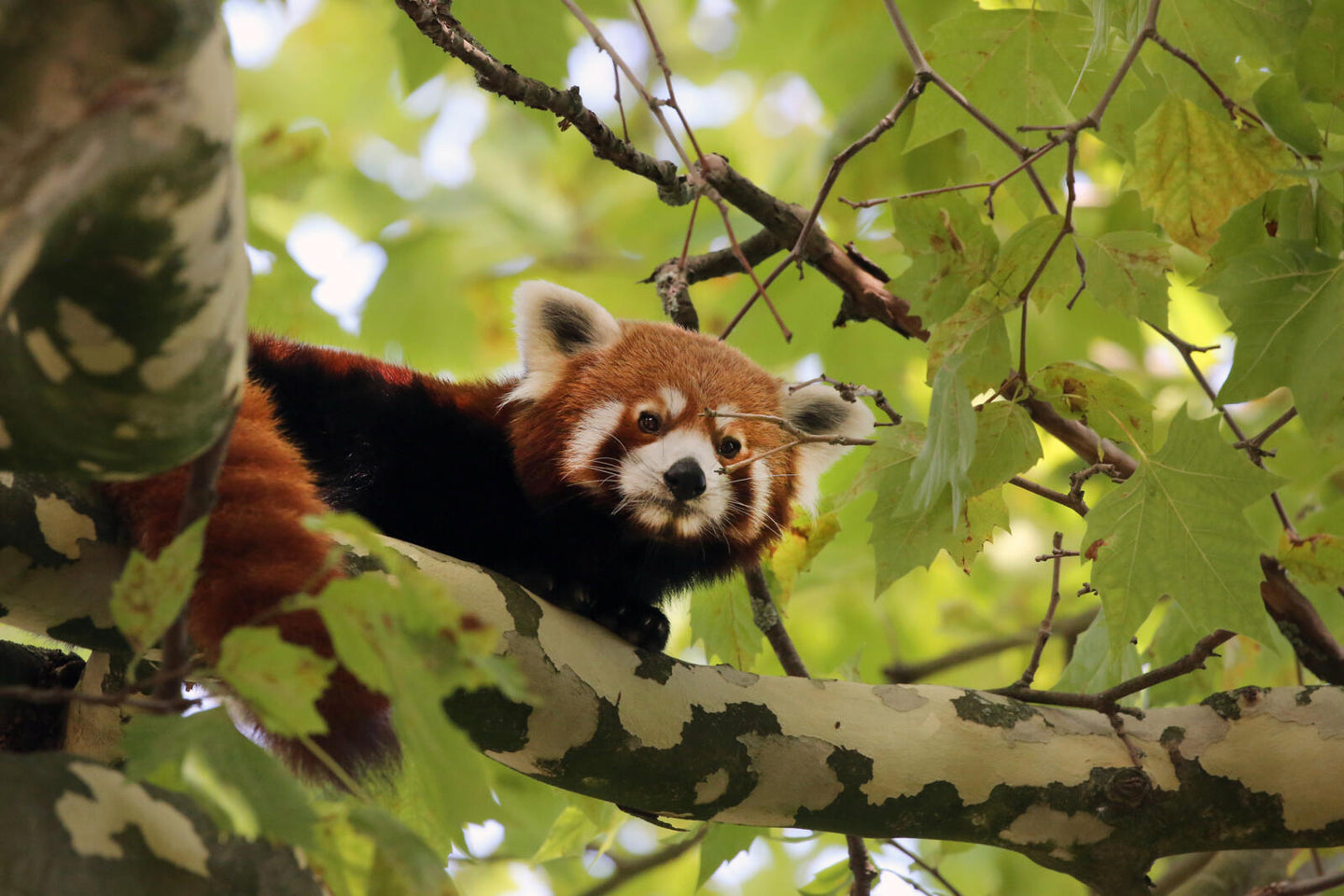 ARTIS-Park tickets met korting - afbeelding 10
