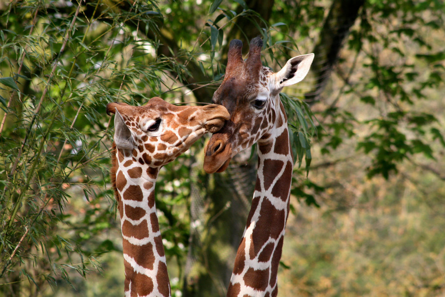 ARTIS-Park tickets met korting - afbeelding 5