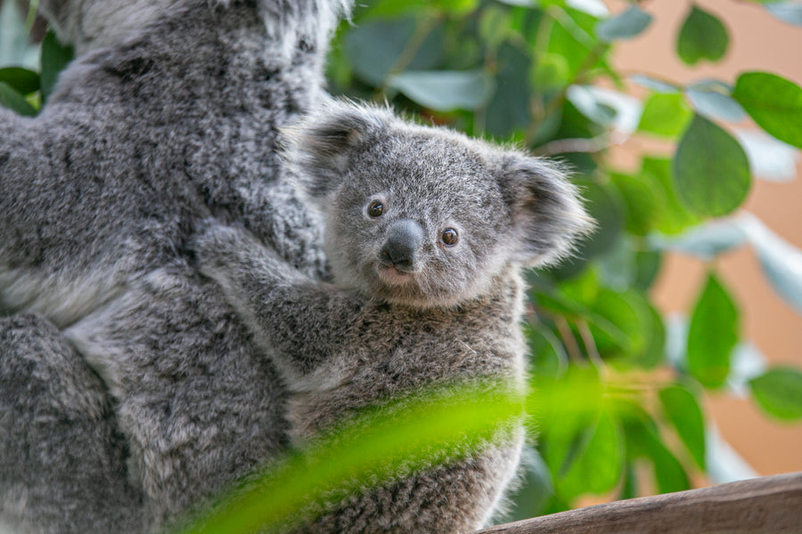Ouwehands Dierenpark - afbeelding 1