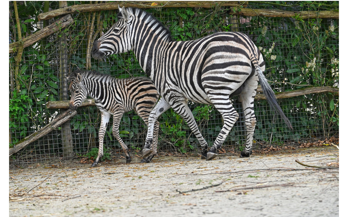 Diergaarde Blijdorp met korting - afbeelding 3