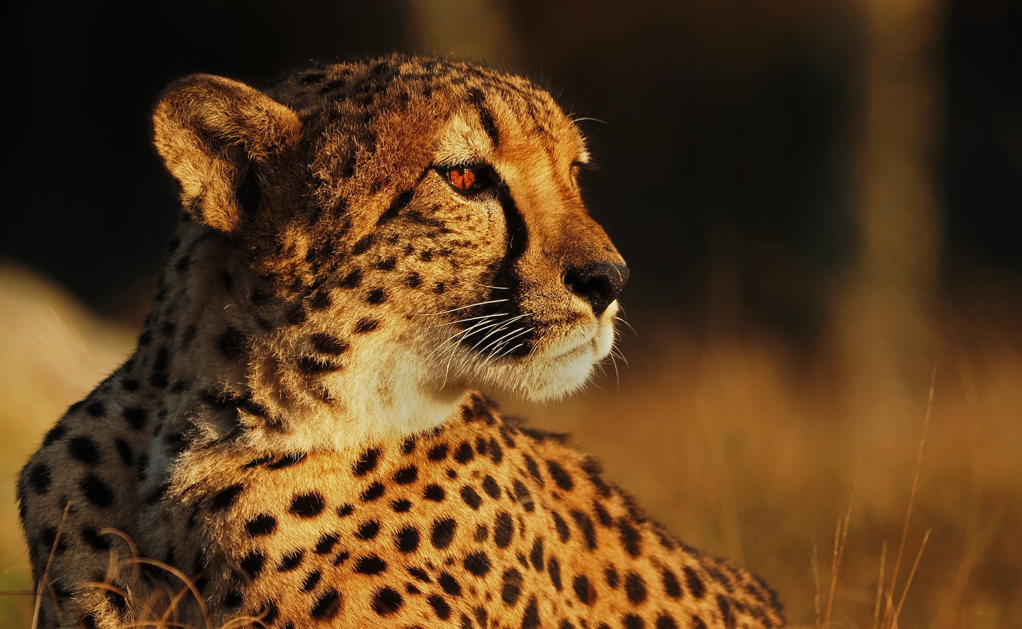 Safari Hotel Beekse Bergen |  Family Special - afbeelding 10