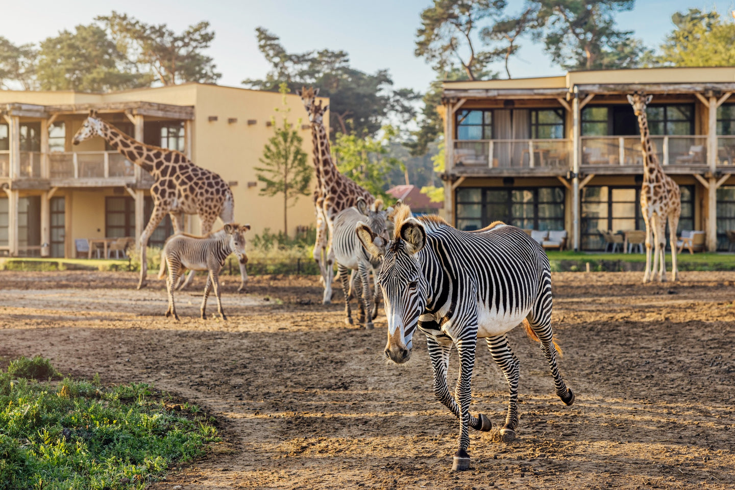 Safari Hotel Beekse Bergen |  Family Special - afbeelding 5