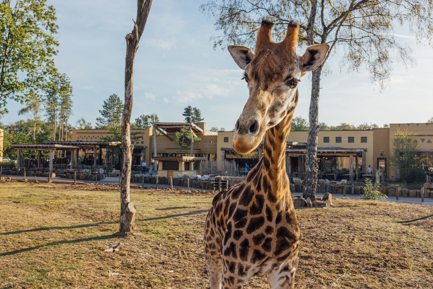 Safari Hotel Beekse Bergen |  Family Special - afbeelding 6