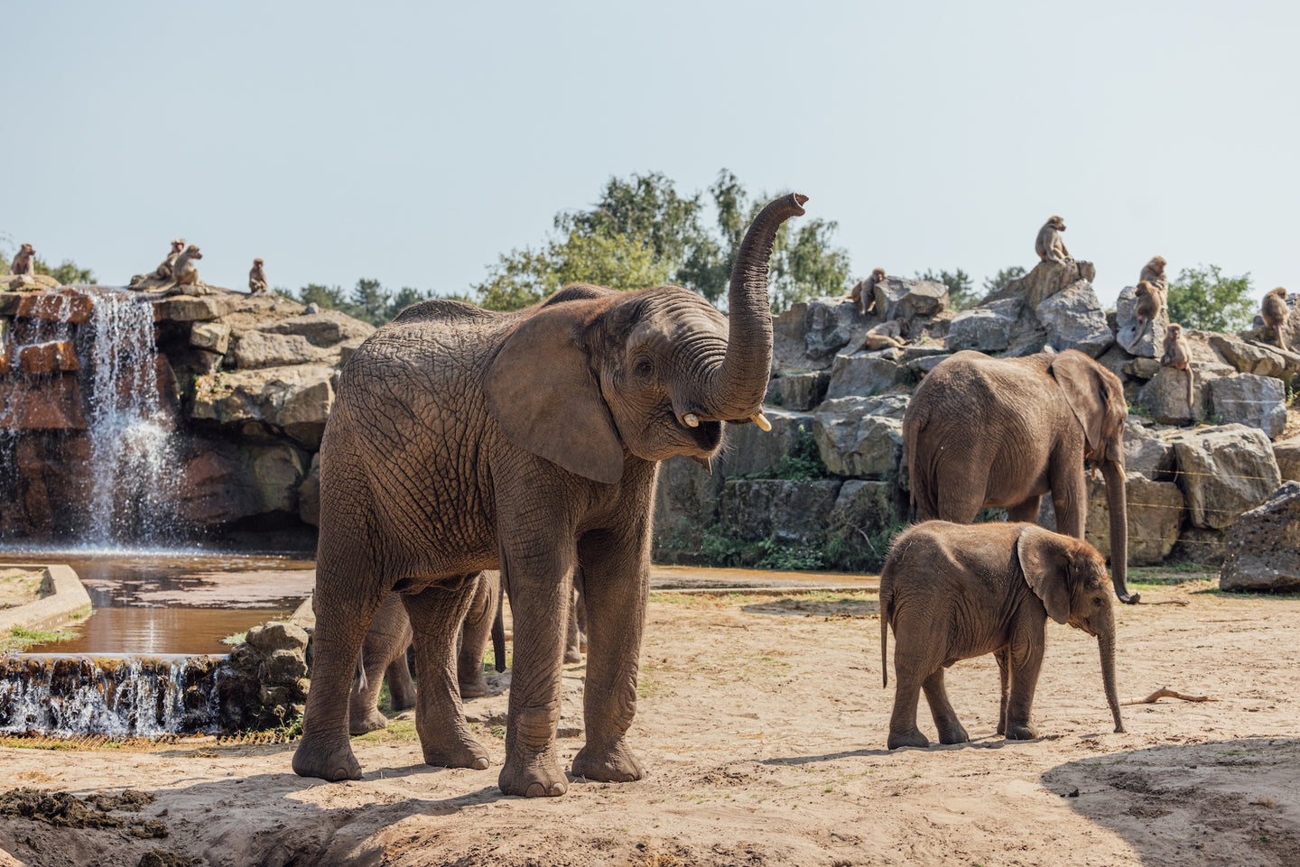 Safari Hotel Beekse Bergen |  Family Special - afbeelding 7