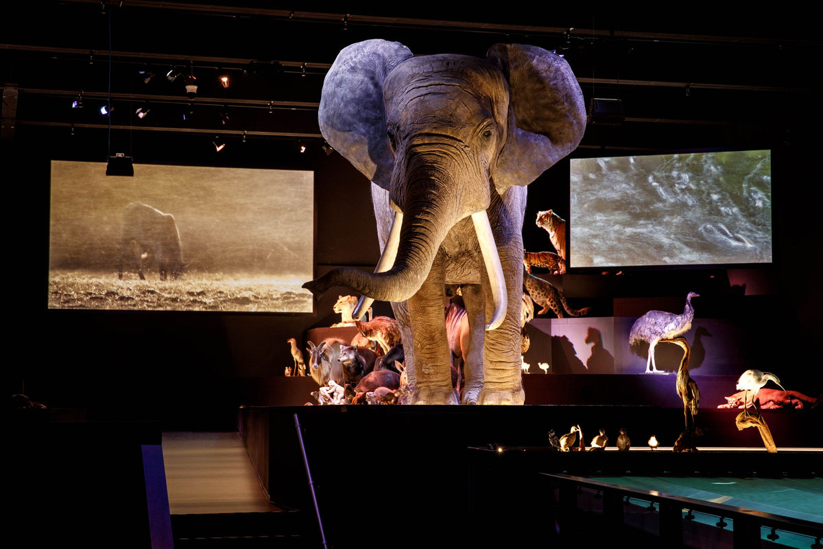 Naturalis Inka Naturalis + gratis toegang Rexperience – Leukstetickets NL