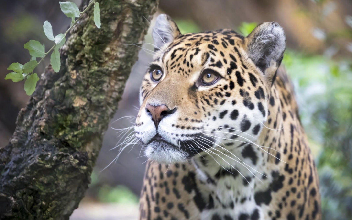 ARTIS-Park tickets met korting - afbeelding 12