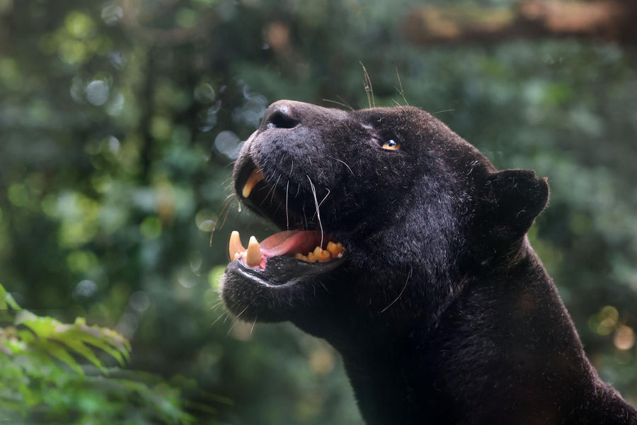 Artis - Abonnee cadeau - afbeelding 1