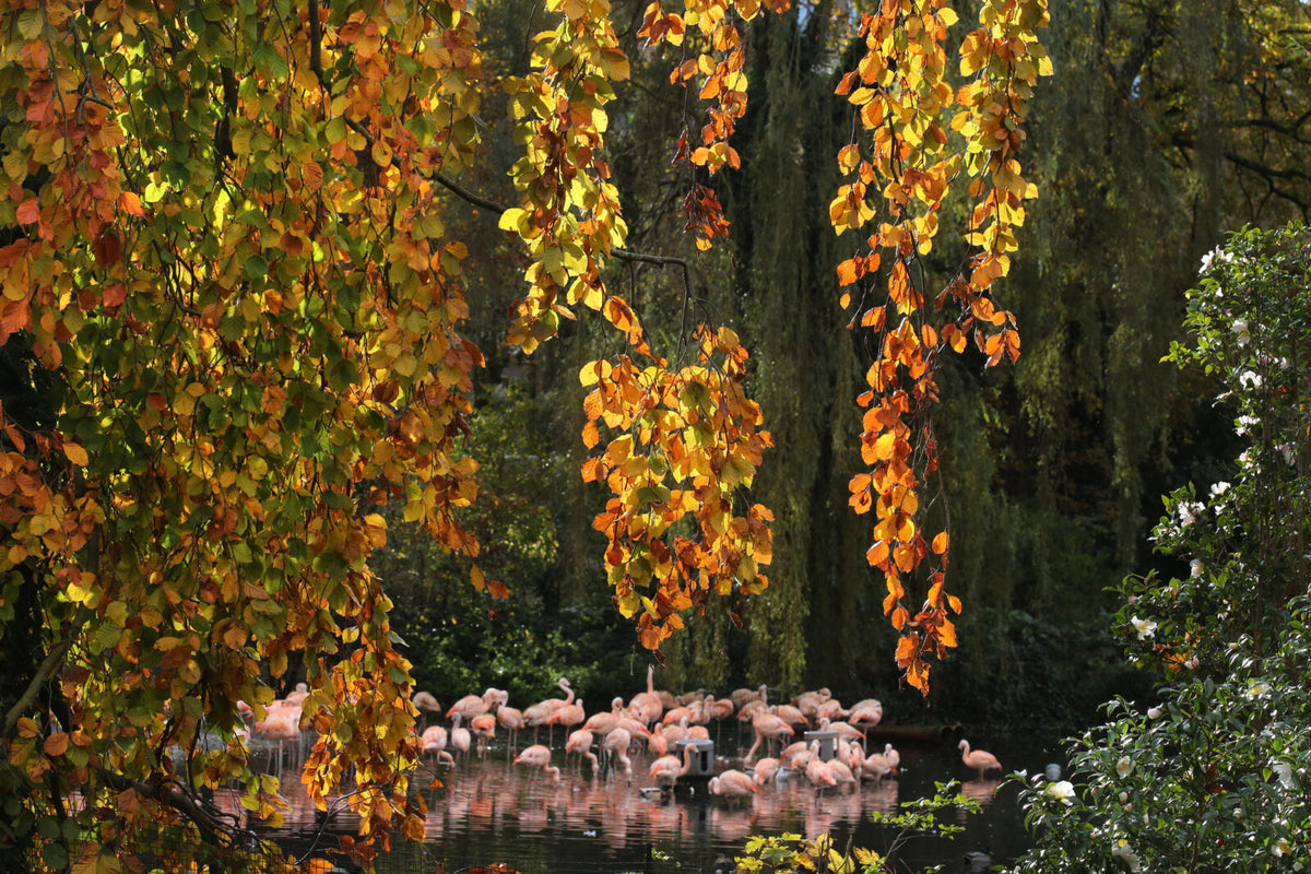 Artis - Abonnee cadeau - afbeelding 4