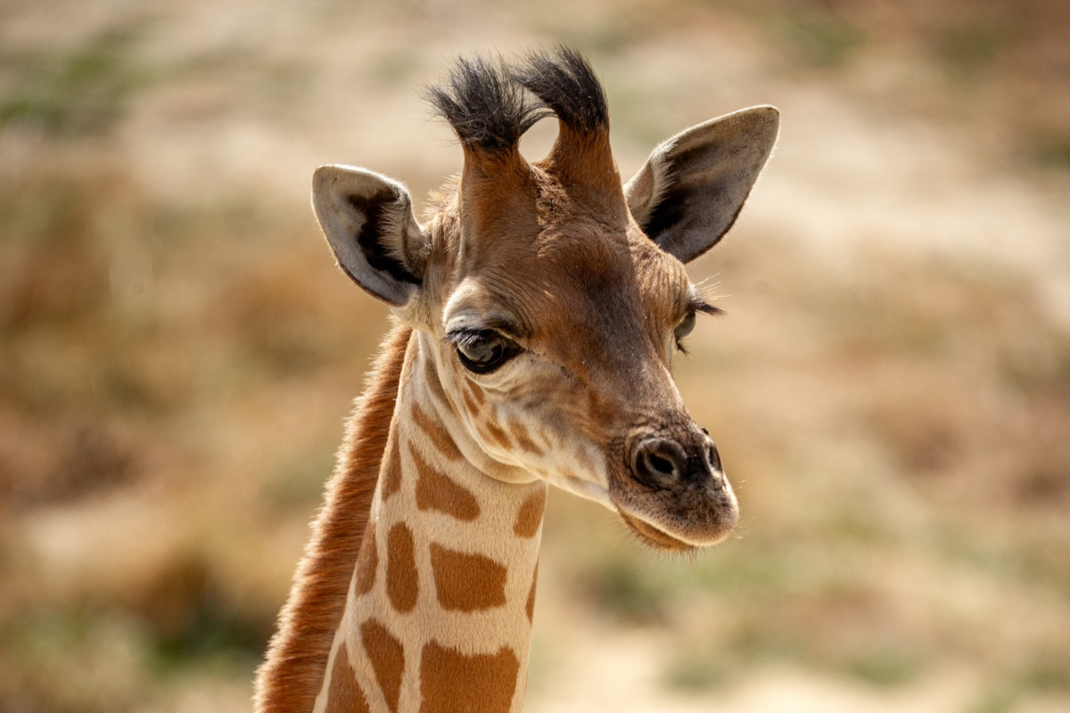 ZOO Planckendael - afbeelding 3