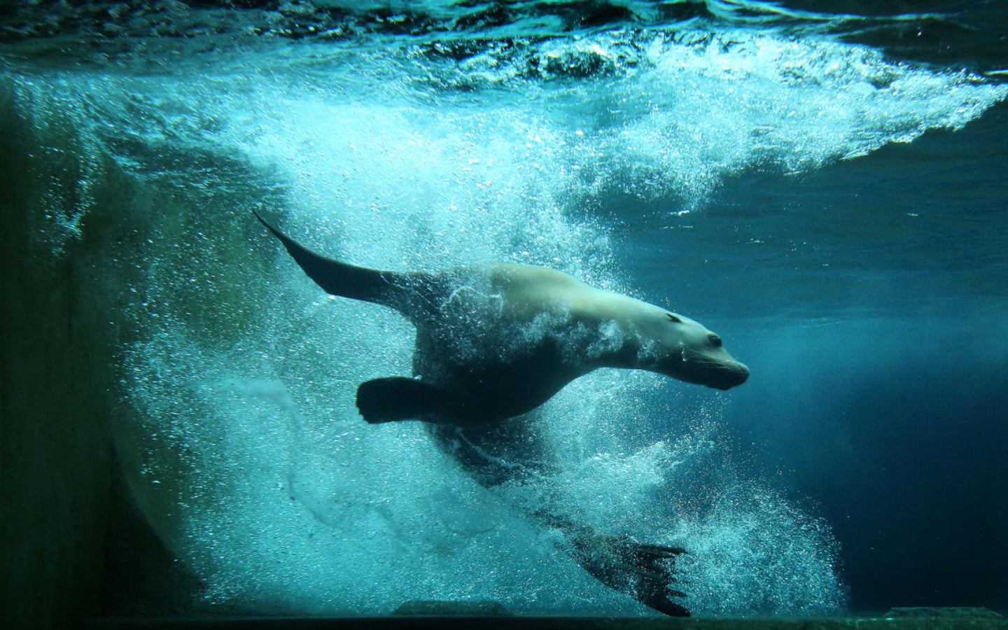 ARTIS-Park tickets met korting - afbeelding 15