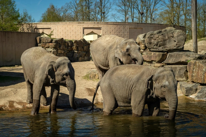 ZOO Planckendael
