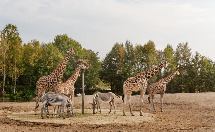 Vakantiepark Dierenbos - afbeelding 1