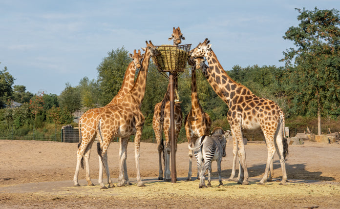 Safaripark Beekse Bergen - afbeelding 2