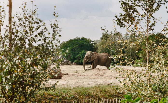 Safaripark Beekse Bergen - afbeelding 1