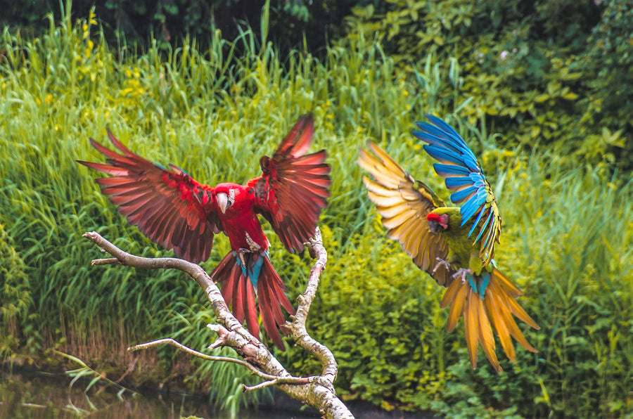 Vogelpark Avifauna