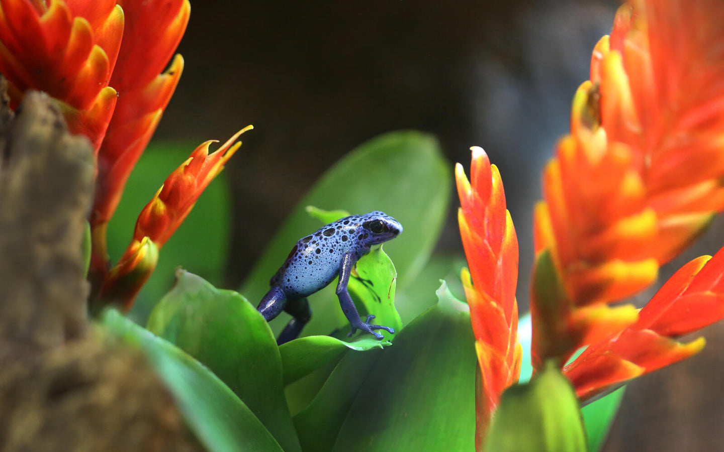 ARTIS-Park tickets met korting - afbeelding 14