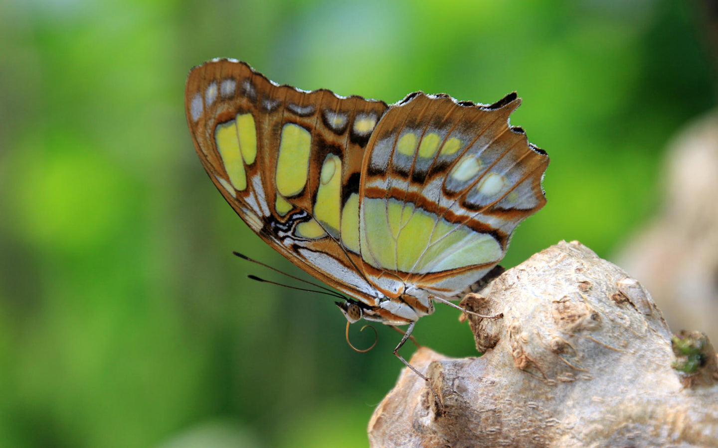 ARTIS-Park tickets met korting - afbeelding 16